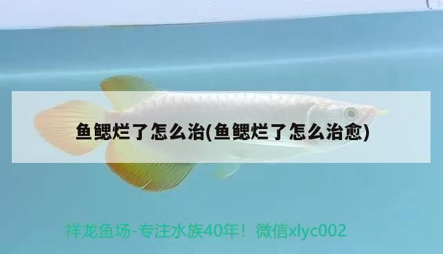 龍魚爛鰓能自愈嗎：關于“龍魚爛鰓能自愈嗎”的查詢，當前無法直接提供信息
