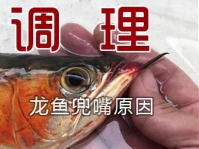 龍魚兜嘴的矯正方法（龍魚兜嘴怎么辦）