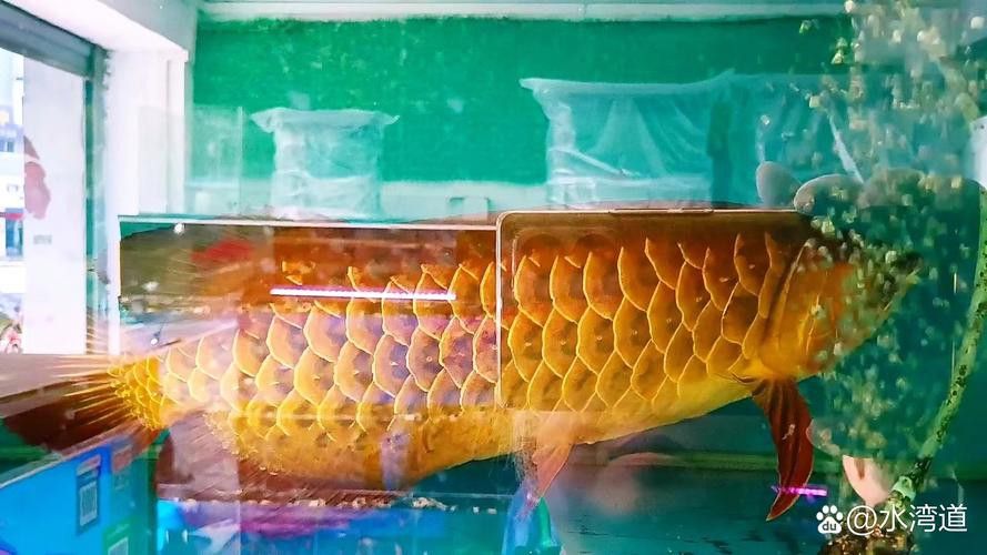 哪種類型的金龍魚爬背最快？