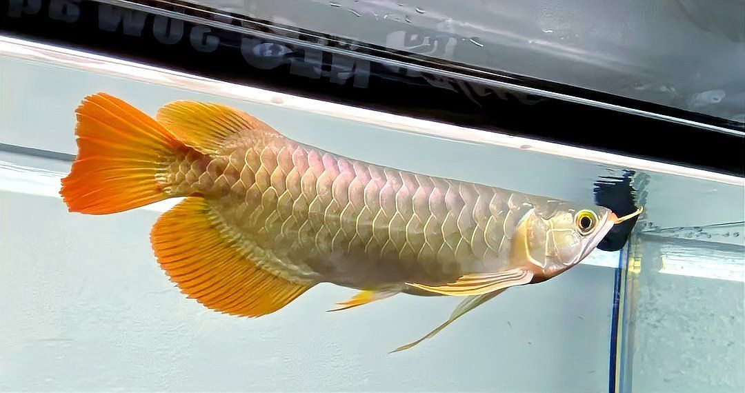 龍魚真菌會伴隨一生嗎