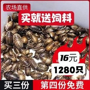 蟑螂對龍魚有什么營養嗎（龍魚吃蟑螂好嗎帶你了解龍魚的正確飲食）