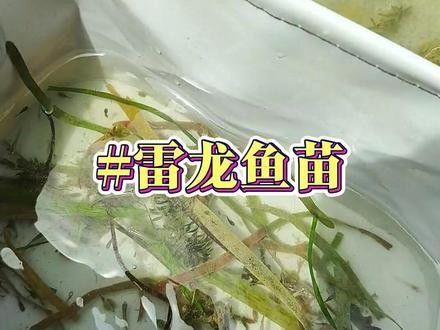 雷龍魚苗價格