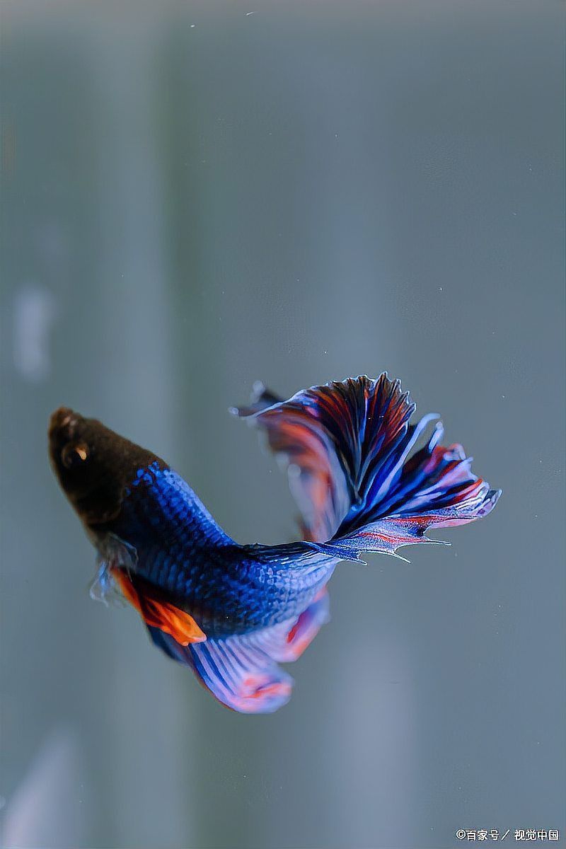 孔雀龍魚十大品種
