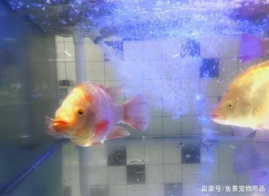 魚缸水有一點發白，如何判斷魚缸水發白的原因以及處理方法