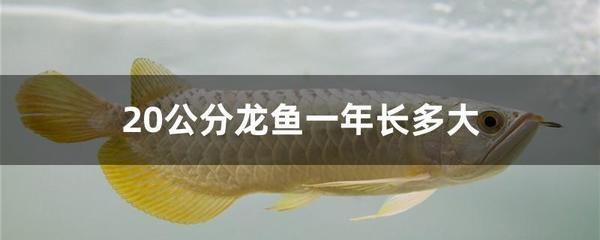 龍魚在水面上游（為什么龍魚在水面上游） 龍魚在水面上游（為什么龍魚在水面上游） 龍魚百科 第3張