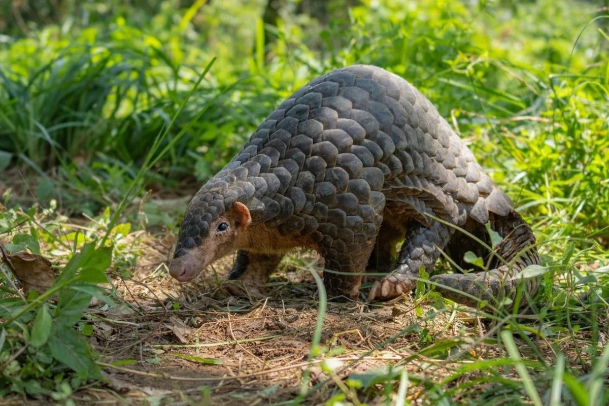 浙江龍魚是什么魚類圖片
