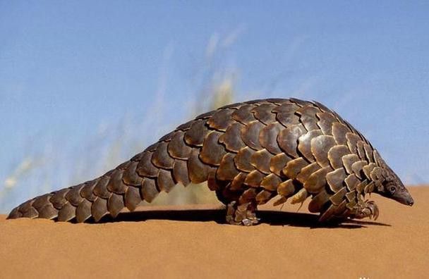 浙江龍魚是什么魚類圖片