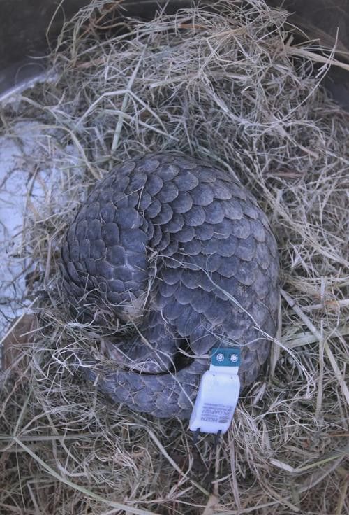 浙江龍魚是什么魚類圖片