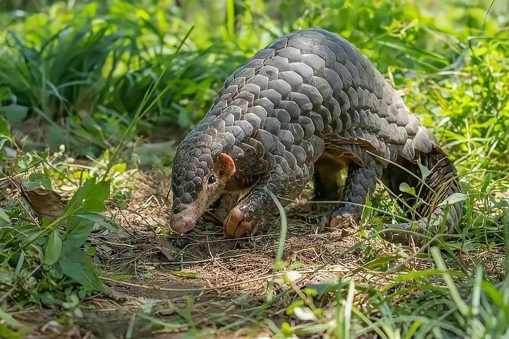 浙江龍魚是什么魚類圖片