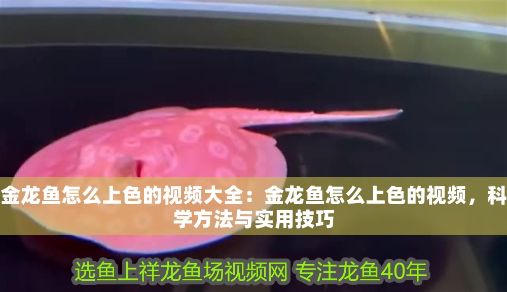 金龍魚怎么上色的視頻大全：金龍魚怎么上色的視頻，科學方法與實用技巧