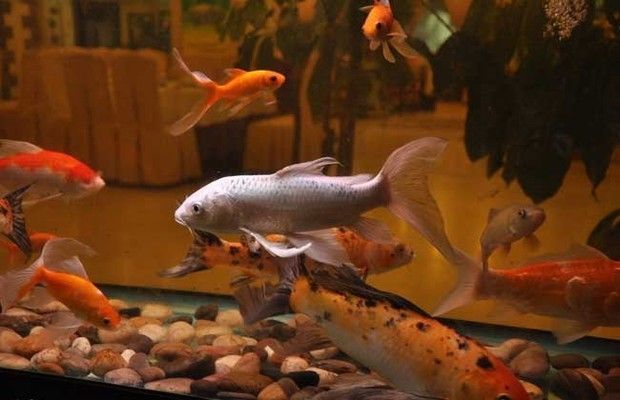 金龍魚怎么上色的視頻大全：金龍魚怎么上色的視頻，科學方法與實用技巧