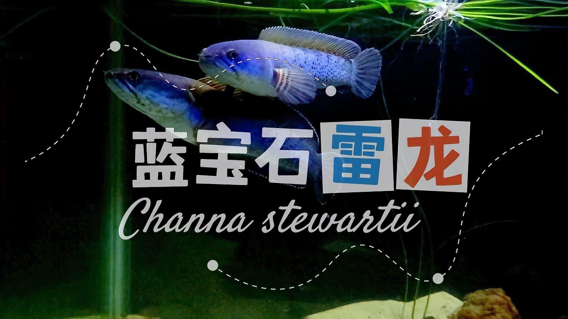 鬼王雷龍有哪些品種？ 鬼王雷龍有哪些品種？ 龍魚百科 第1張