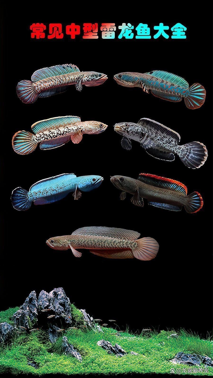 鬼王雷龍有哪些品種？ 鬼王雷龍有哪些品種？ 龍魚百科 第4張