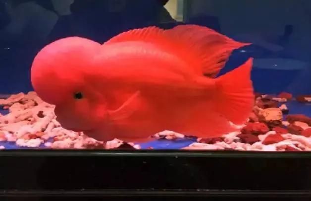 羅漢魚的玄學(xué)解釋