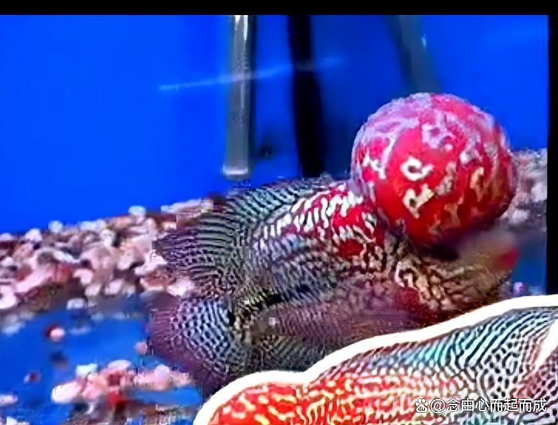 羅漢魚的玄學(xué)解釋
