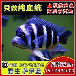 龍魚薩伊藍混養怎么養：龍魚和薩伊藍魚混養的注意事項