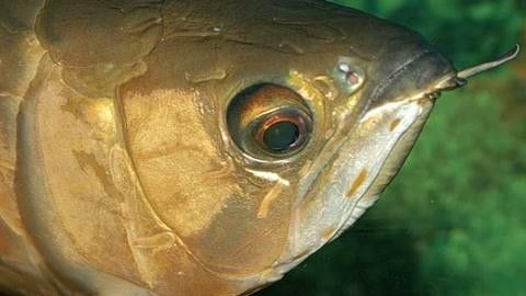 如何預防紅龍魚的眼睛疾病？