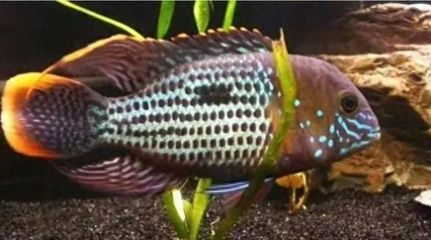 如何判斷曼龍魚是否得腸炎（曼龍魚得腸炎有哪些癥狀）