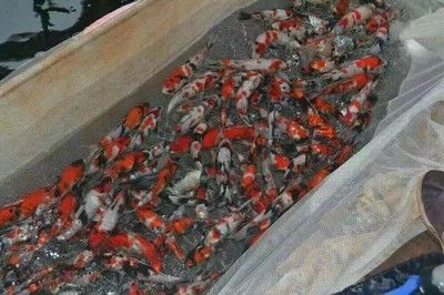 龍魚會掉眼嗎怎么回事視頻：龍魚會掉眼嗎？怎么回事？