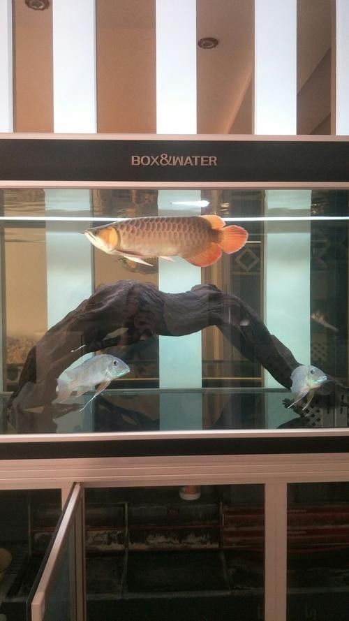 龍魚造景沉木圖片大全