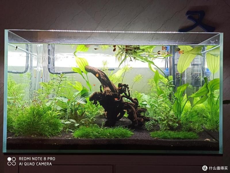 龍魚造景沉木圖片大全