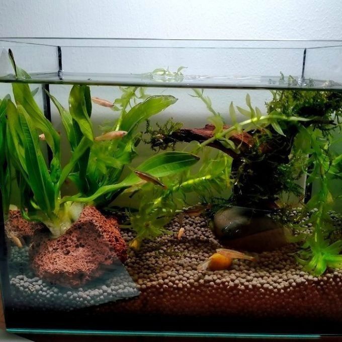 龍魚造景沉木圖片大全
