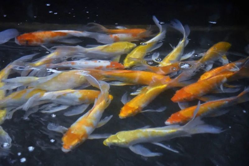 金龍魚繁殖需要哪些特殊設備？ 金龍魚繁殖需要哪些特殊設備？ 龍魚百科 第2張