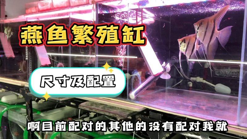 金龍魚繁殖需要哪些特殊設備？ 金龍魚繁殖需要哪些特殊設備？ 龍魚百科 第1張