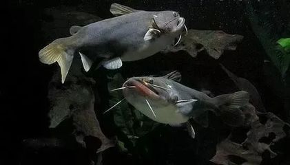 大嘴鯨魚繁殖周期多久，