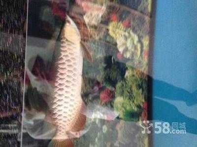 龍魚病癥與治療方法視頻大全圖片：龍魚常見病癥與治療方法
