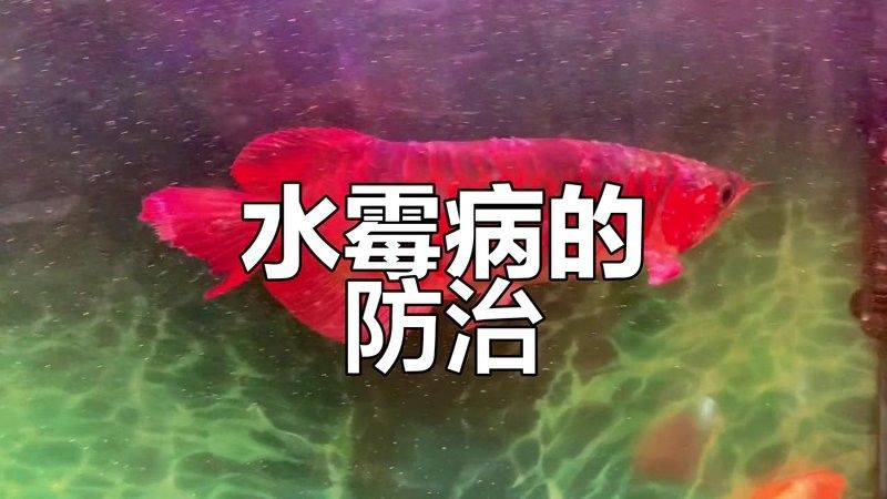龍魚背上黑霉去除后如何護理