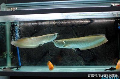銀龍魚碰魚缸上面是怎么回事（銀龍魚碰魚缸上面的原因）