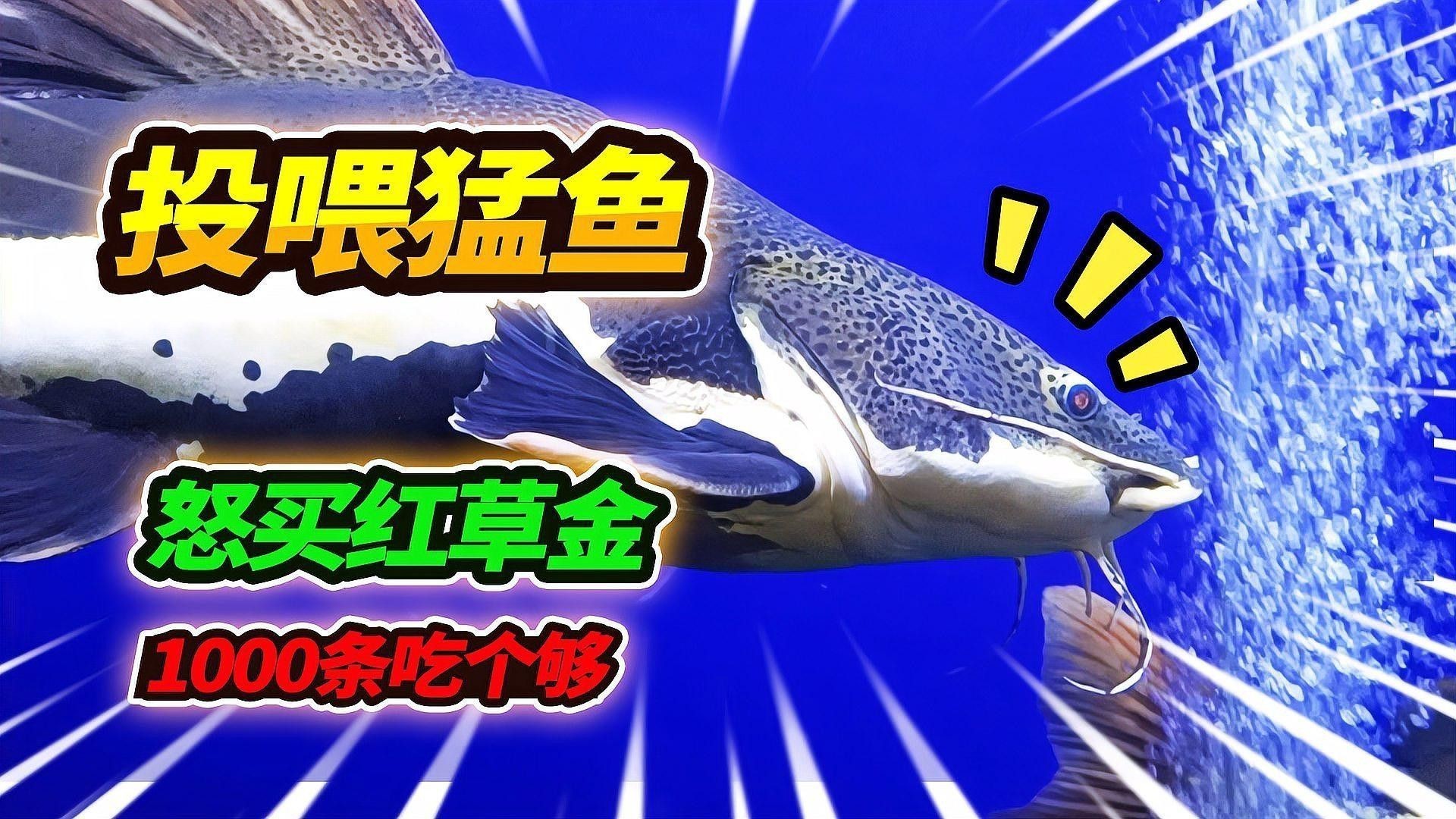 幼魚階段飼料如何消毒？