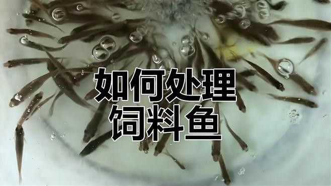 幼魚階段飼料如何消毒？