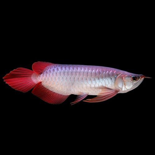 最漂亮的紅龍魚品種圖片及價格