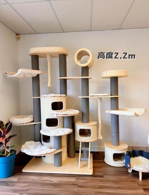 龍貓和貓哪個更好養？