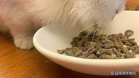 龍貓和貓哪個更好養？