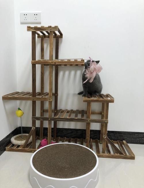 龍貓和貓哪個更好養？