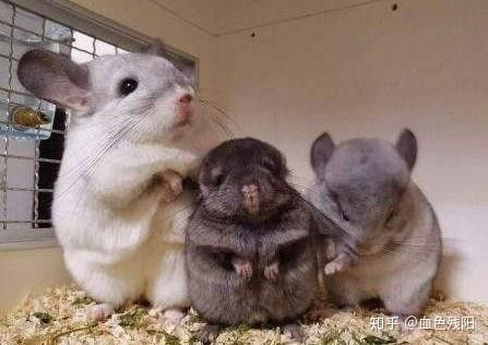 龍貓和貓哪個更好養？