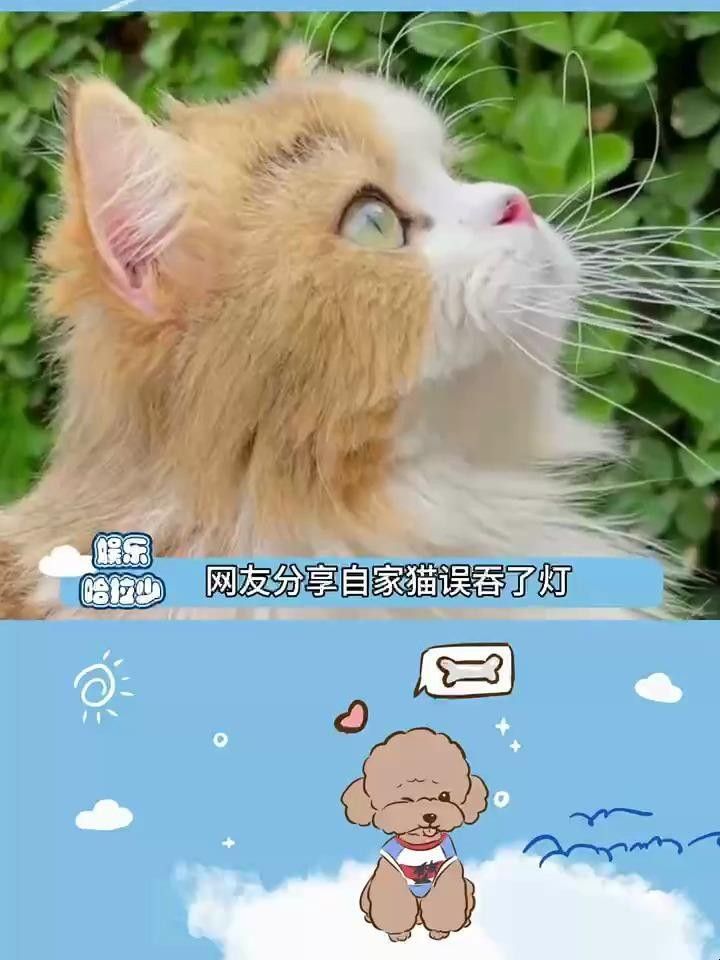 龍貓和貓哪個更好養？