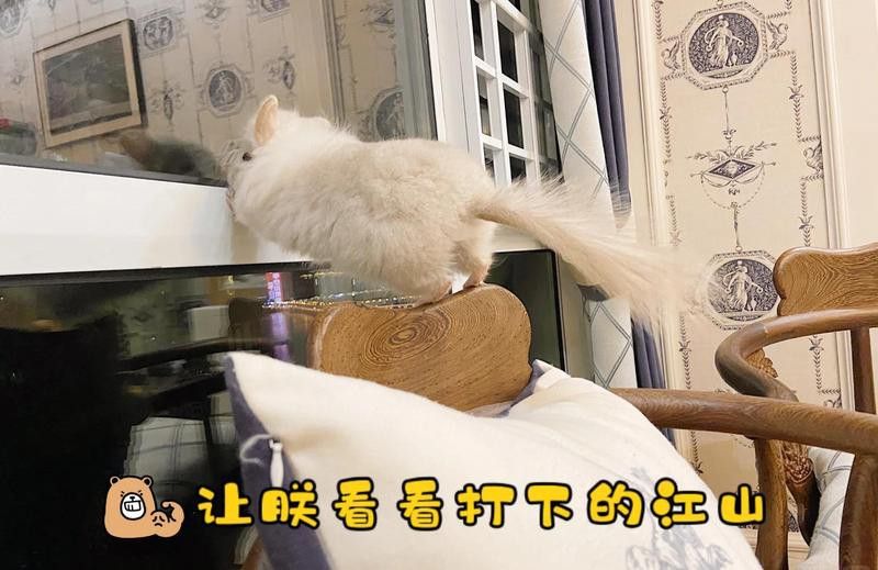 龍貓消化系統異常需要多久恢復？