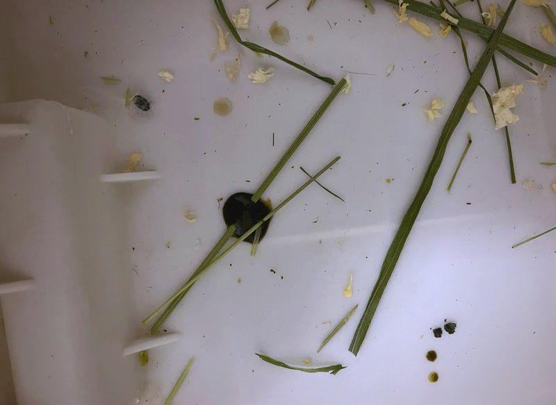 龍貓消化系統異常需要多久恢復？