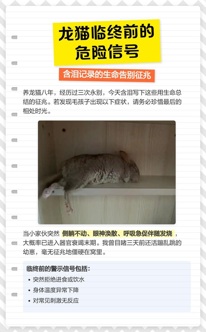 龍貓消化系統異常需要多久恢復？