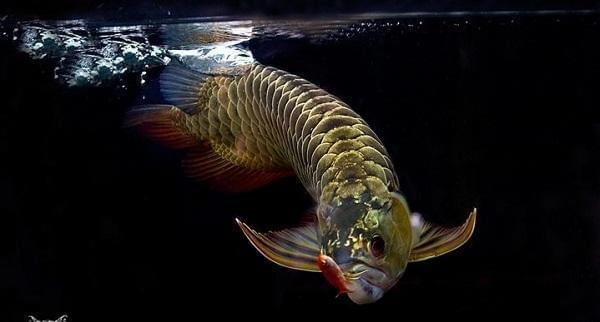 金龍魚過背壽命多少年了能長大：金龍魚的壽命一般可以達(dá)到數(shù)十年，過背壽命多少年能長大