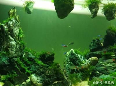 養(yǎng)龍魚上濾好還是底濾好：養(yǎng)龍魚的過程中選擇合適的過濾系統(tǒng)是非常重要的