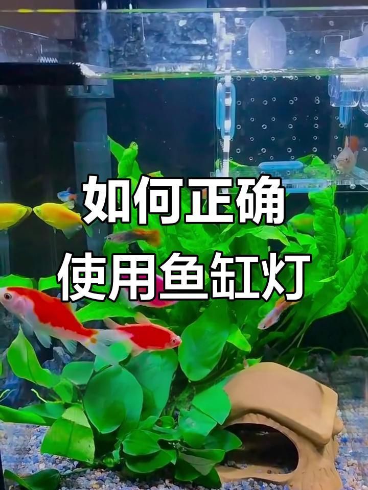 過背金龍魚燈光每天應(yīng)該開多久？
