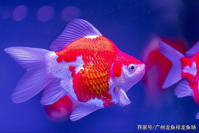 哪種血統(tǒng)的玉鯖魚好