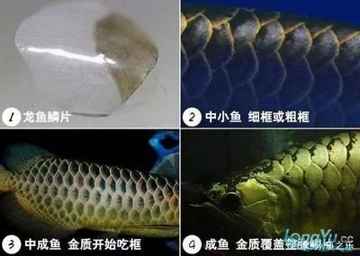龍魚掉魚鱗怎么辦，：龍魚掉魚鱗怎么辦處理龍魚掉魚鱗的關鍵在于維持良好的水質問題