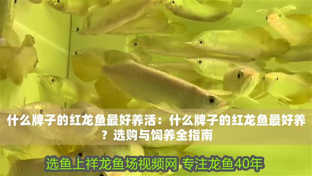 什么牌子的紅龍魚最好養活：什么牌子的紅龍魚最好養？選購與飼養全指南