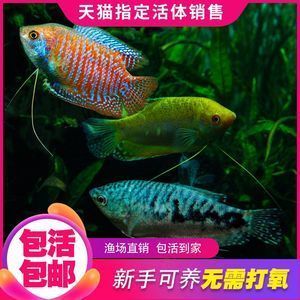 龍魚怎么賣出去的：龍魚可以通過直接銷售給消費者的方式進行買賣或銷售